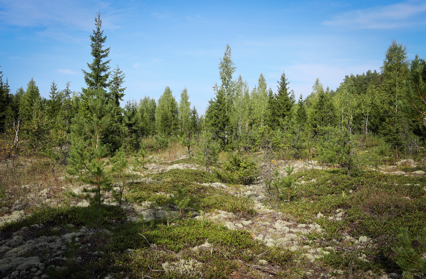 Кунчурихинский бор, image of landscape/habitat.