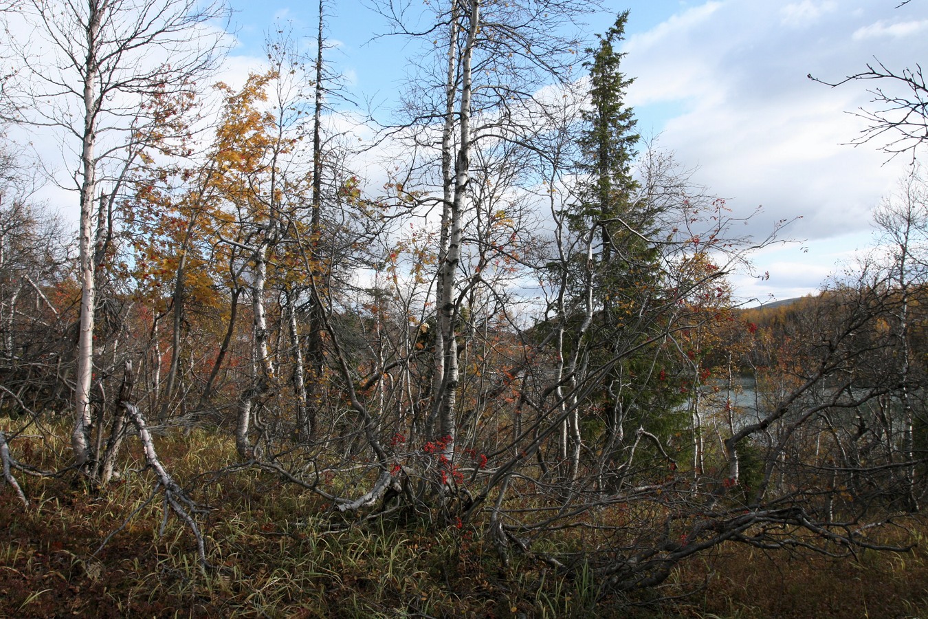 Южный склон Айкуайвенчорр, image of landscape/habitat.