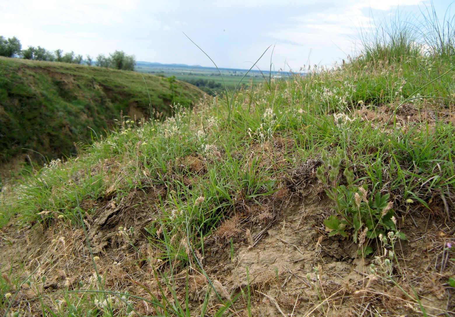 Джурджулешть, image of landscape/habitat.