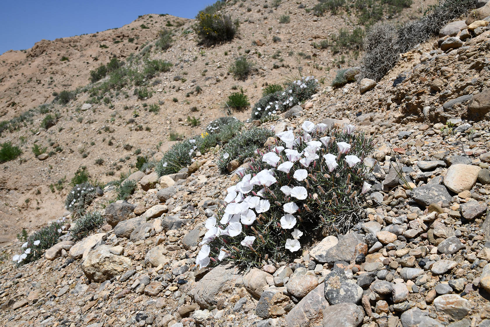 Мадыген, image of landscape/habitat.