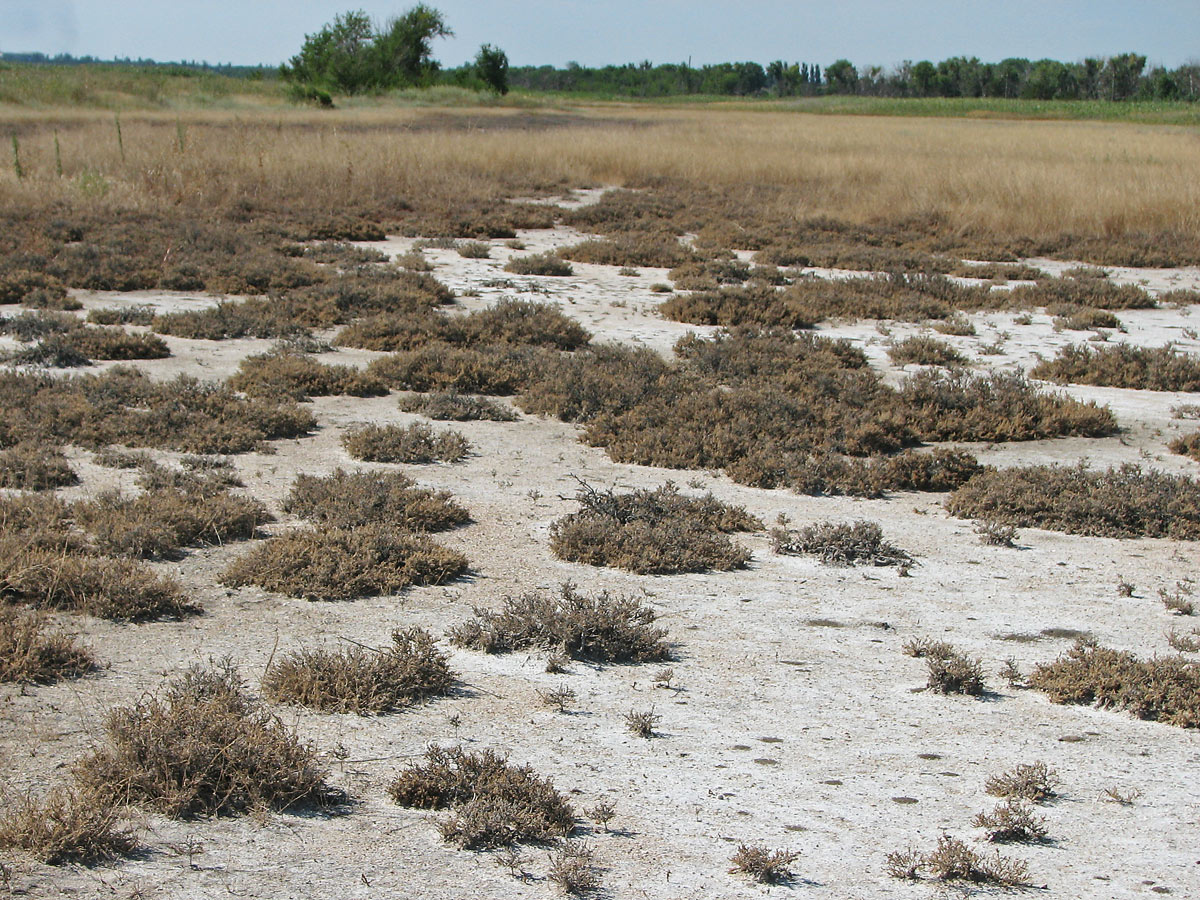 Кривая коса, image of landscape/habitat.