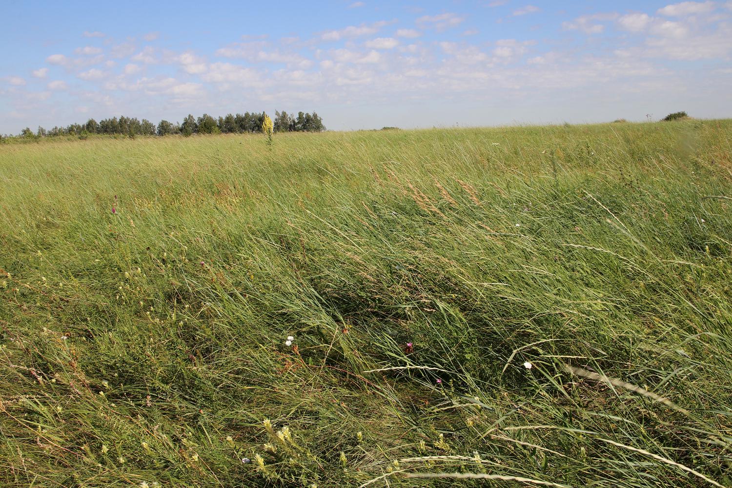 Ямская степь, image of landscape/habitat.