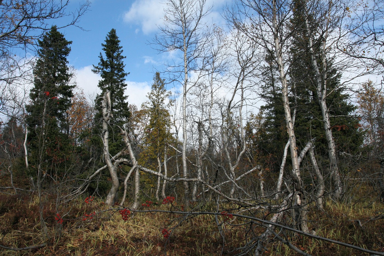 Южный склон Айкуайвенчорр, image of landscape/habitat.