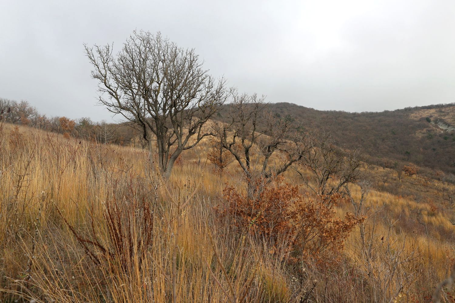 Гора Колдун, image of landscape/habitat.