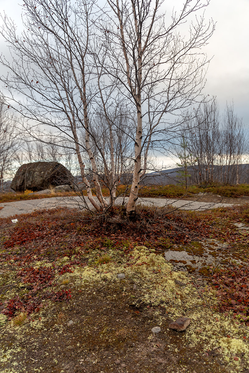 Горелая сопка, image of landscape/habitat.