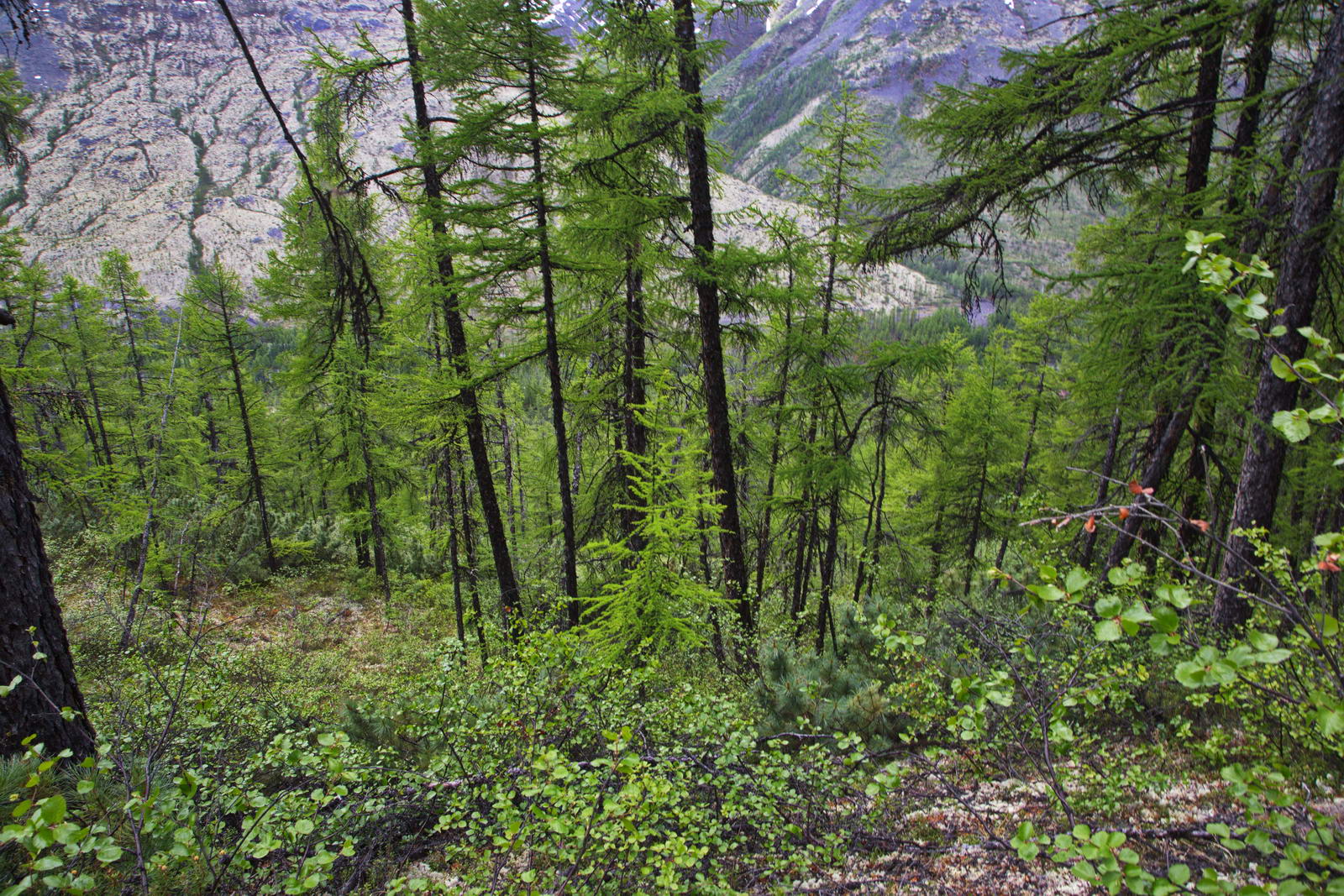 Сунтар-Хаята, image of landscape/habitat.