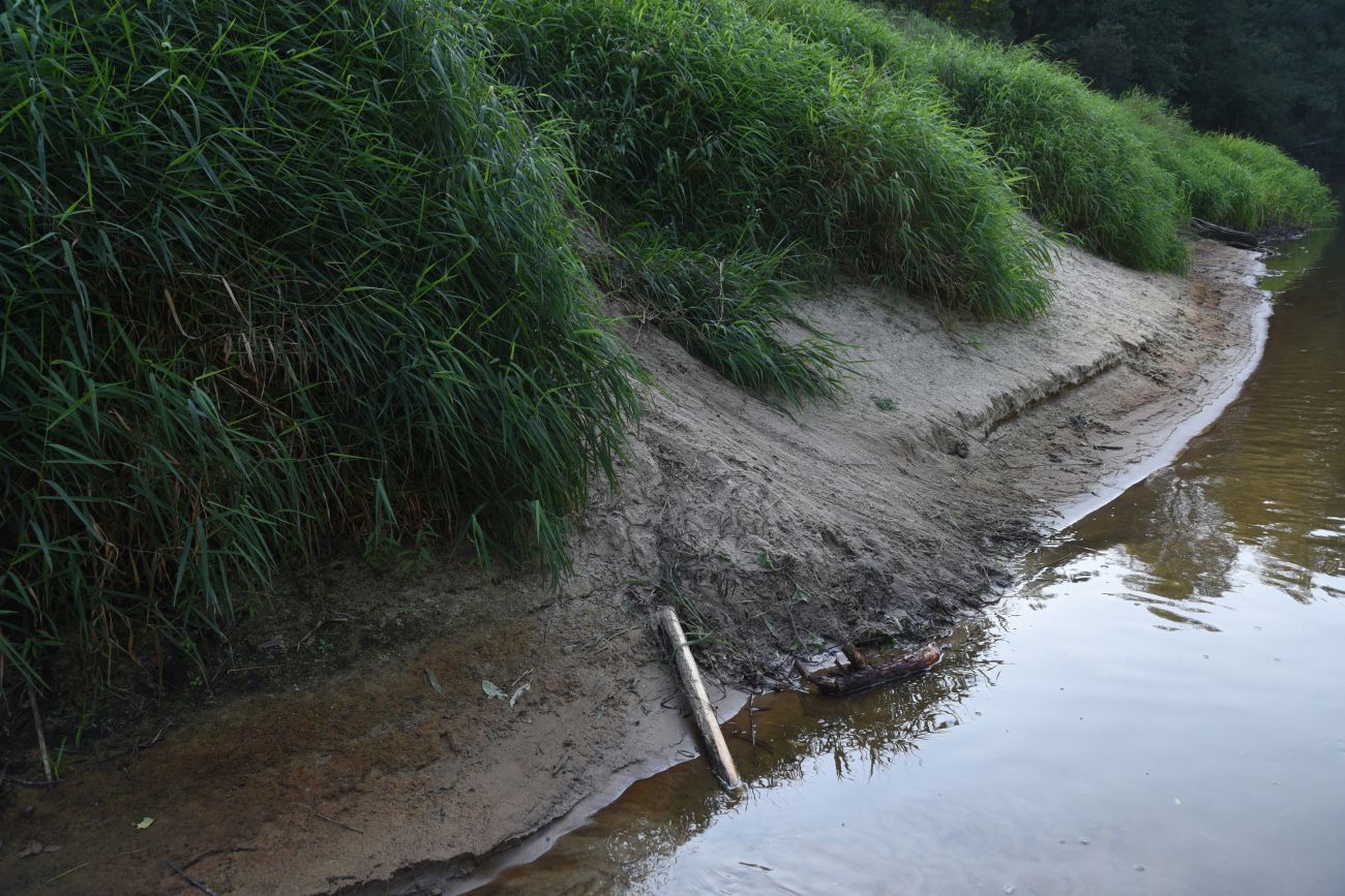 Устье ручья Черебеть, image of landscape/habitat.