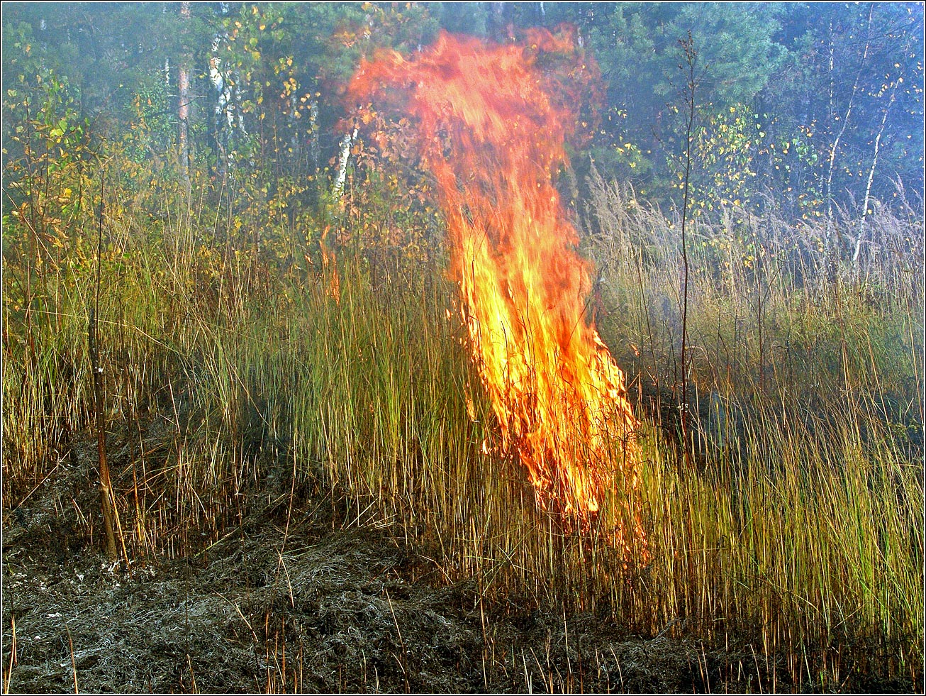 Окрестности Хрипани, image of landscape/habitat.