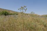 Image of landscape