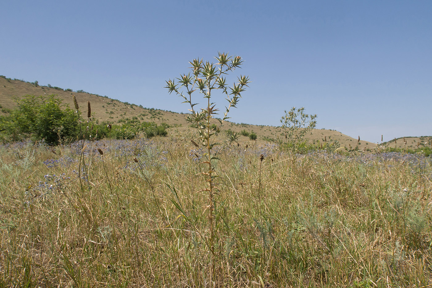 Башлыкент, image of landscape/habitat.