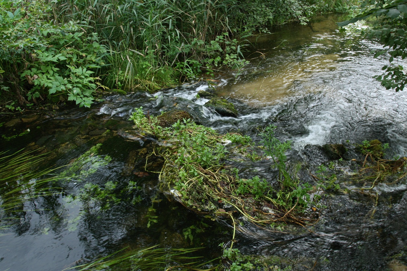 Изборско-Мальская долина, image of landscape/habitat.