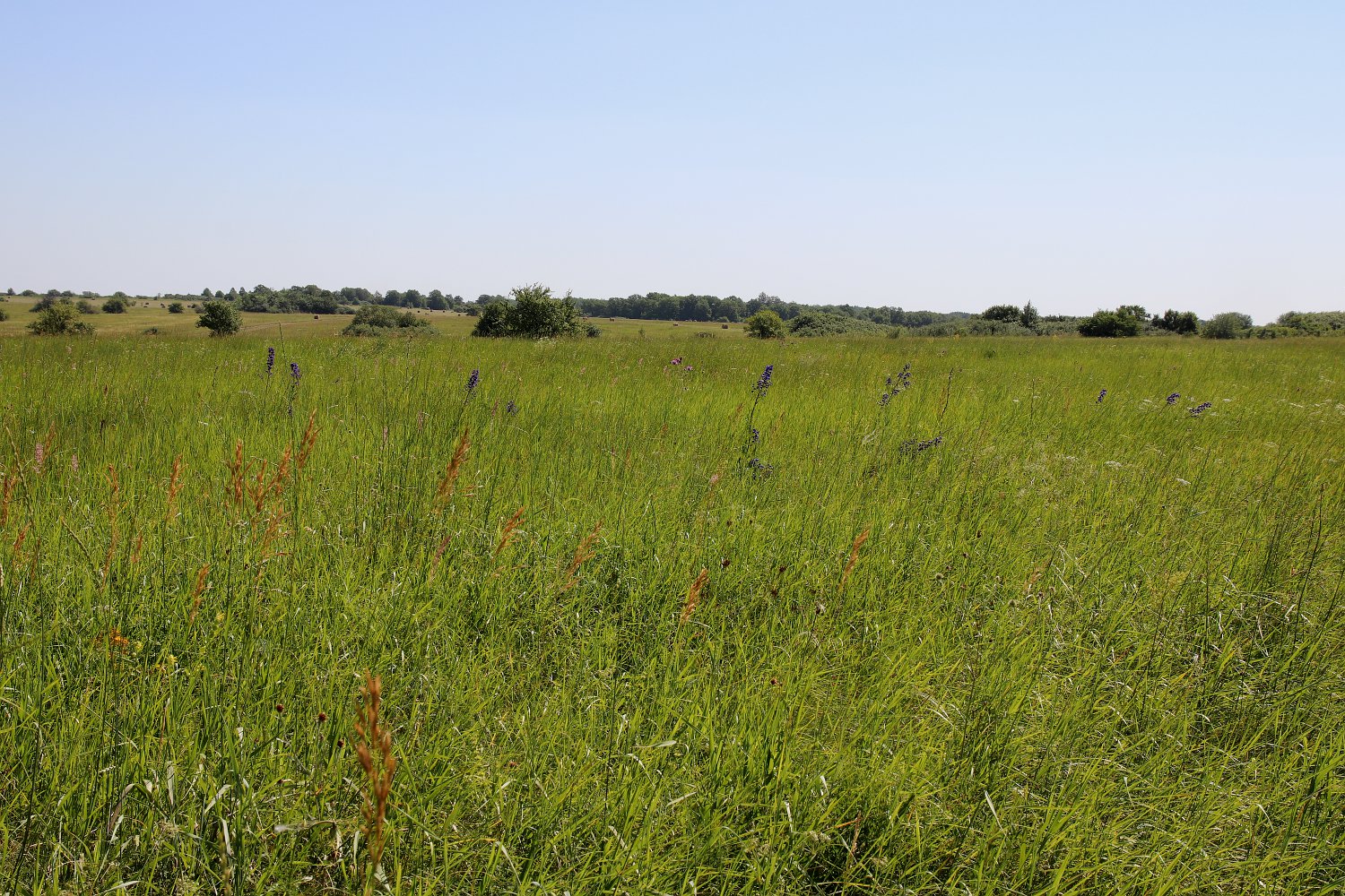 Ямская степь, image of landscape/habitat.