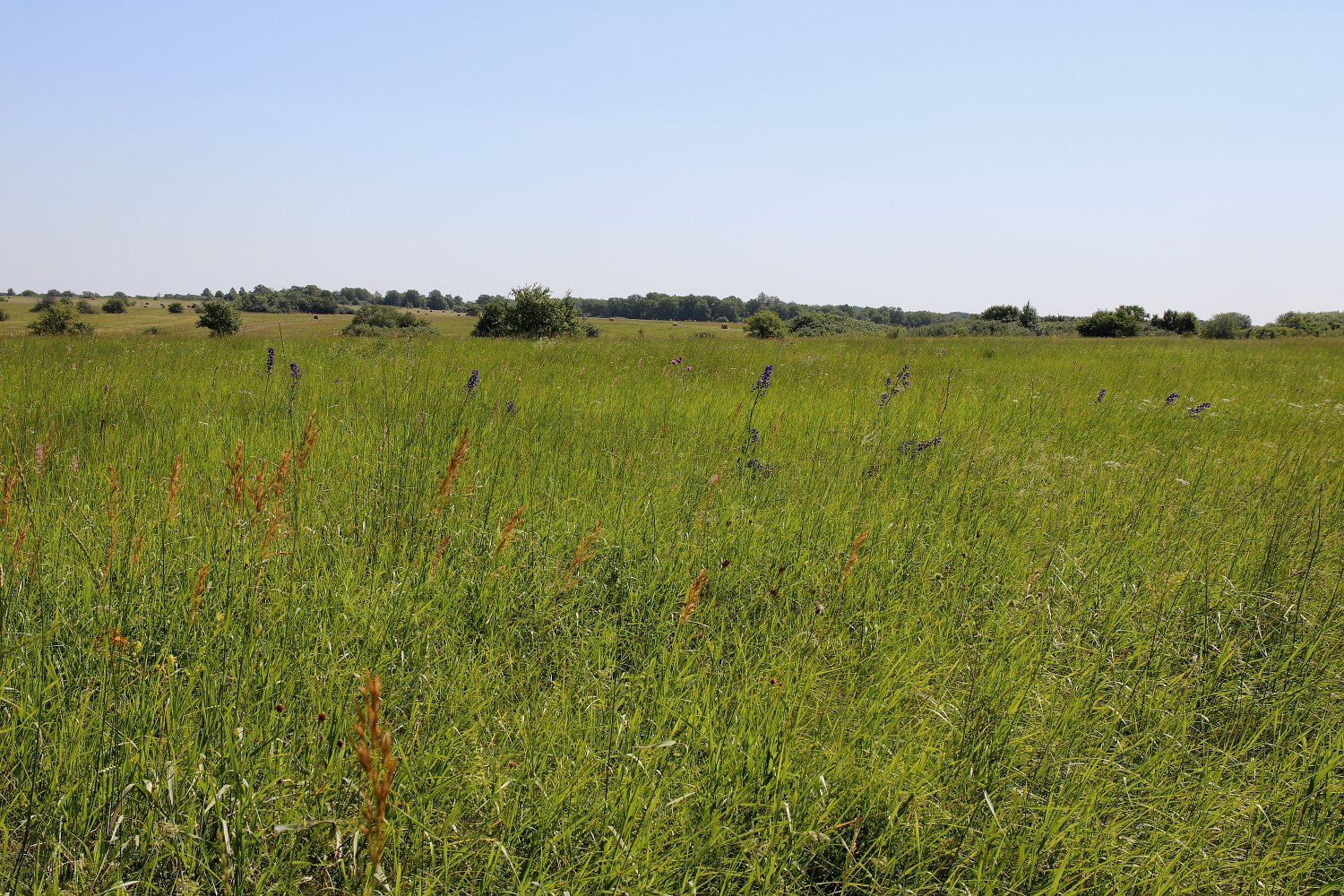 Ямская степь, image of landscape/habitat.