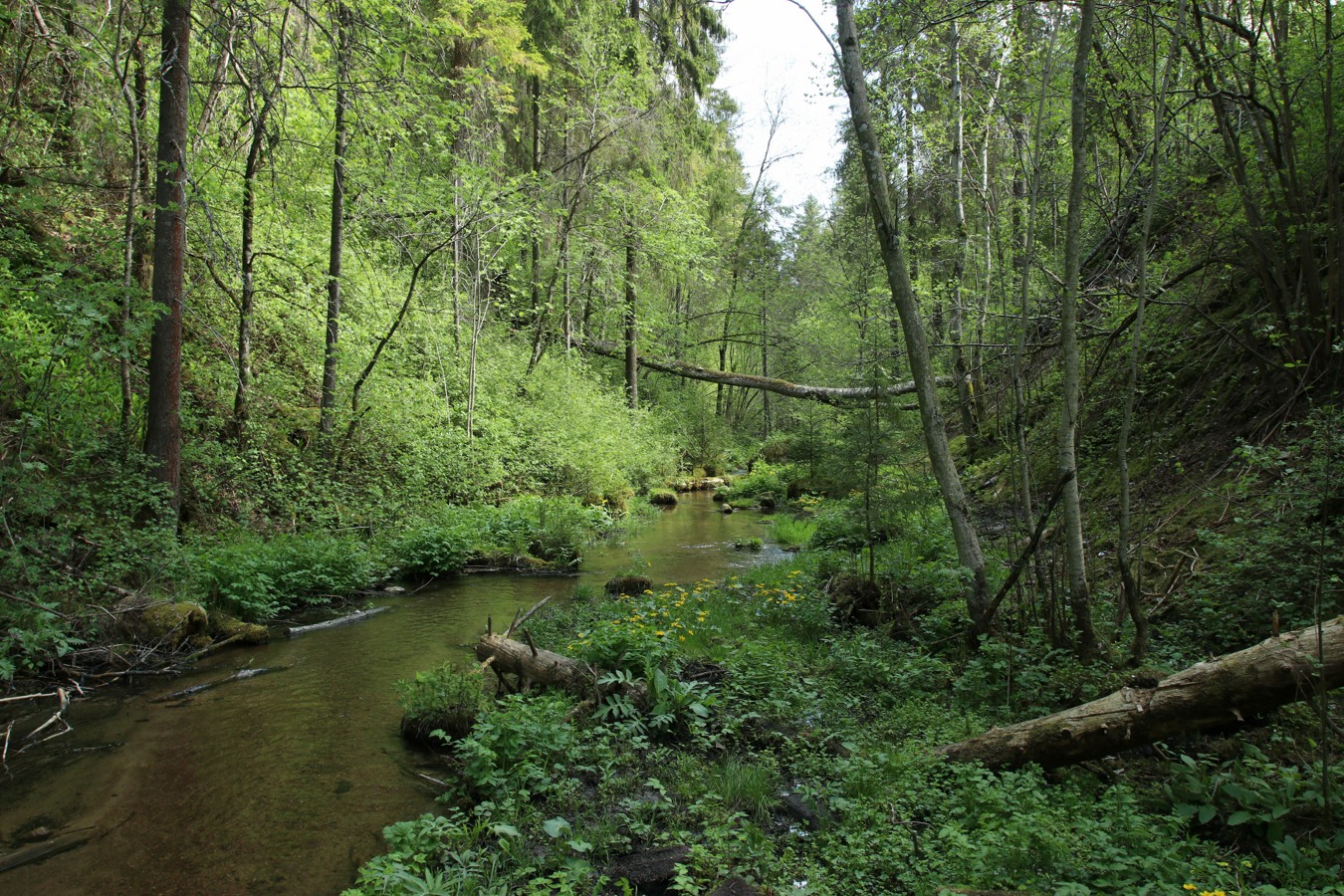 Лопухинка, image of landscape/habitat.