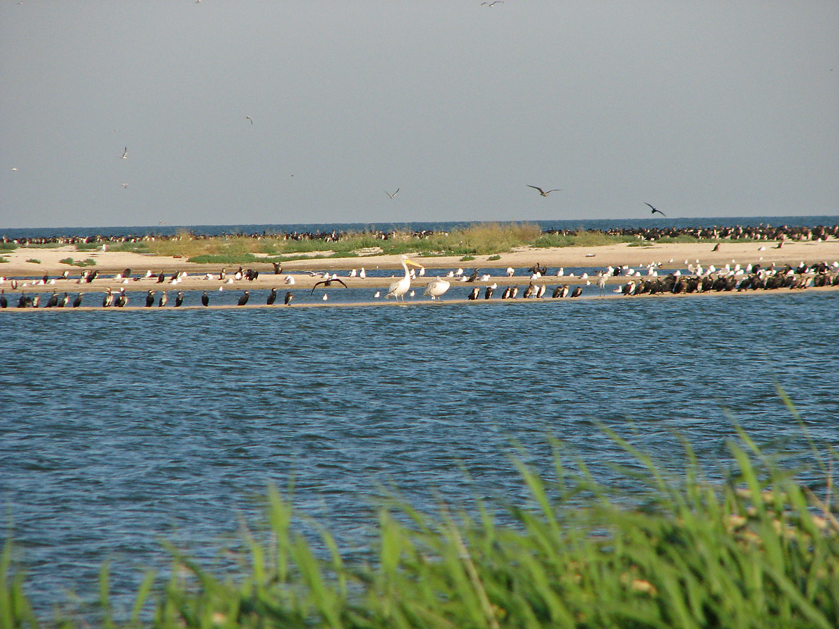 Кривая коса, image of landscape/habitat.