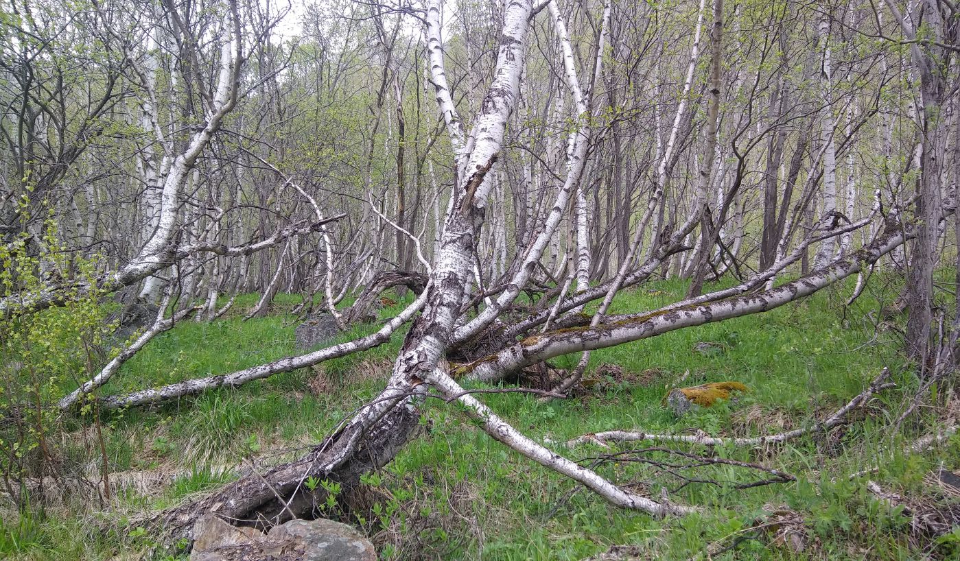 Долина реки Азау, image of landscape/habitat.