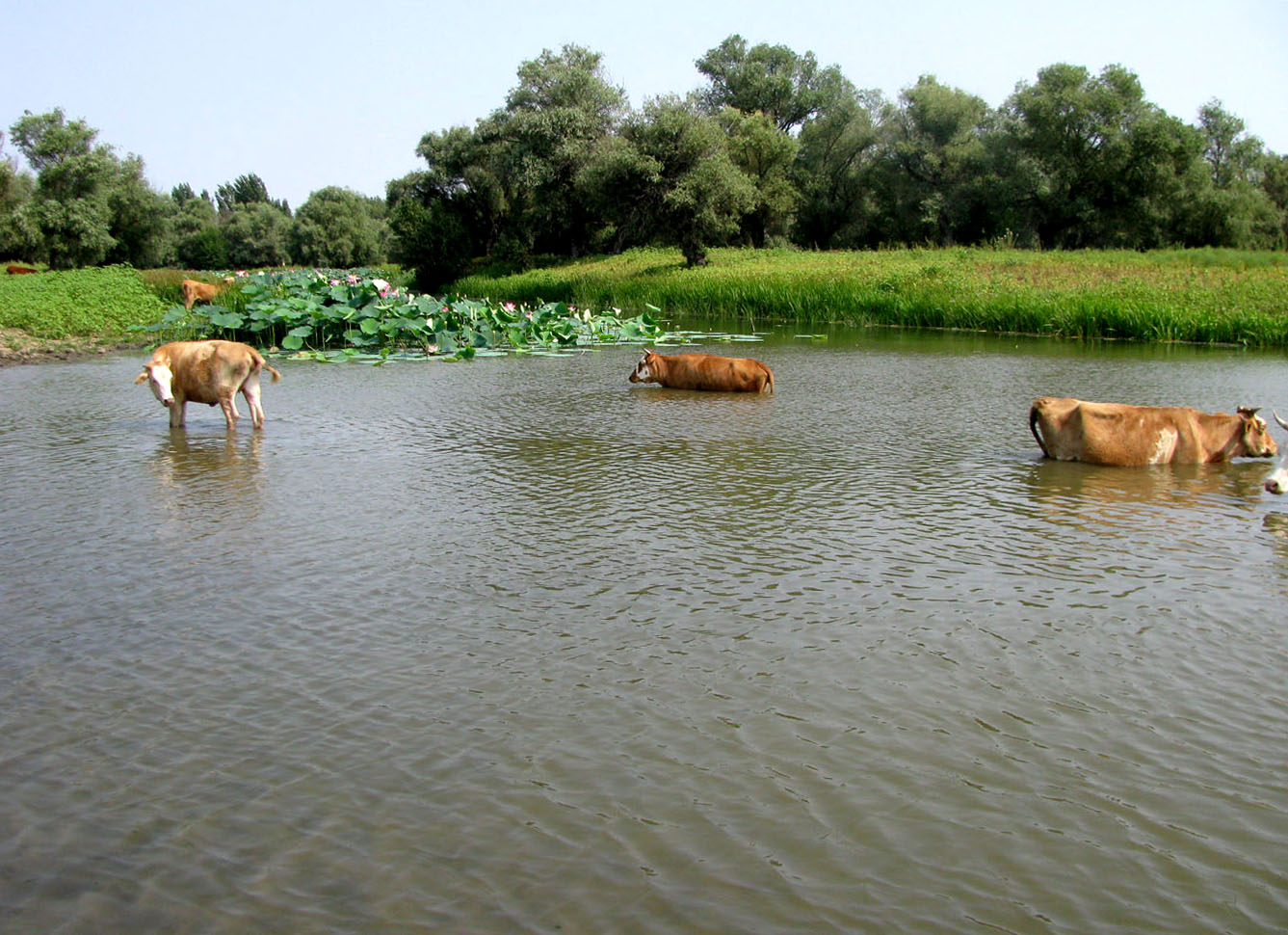 Бузан, image of landscape/habitat.