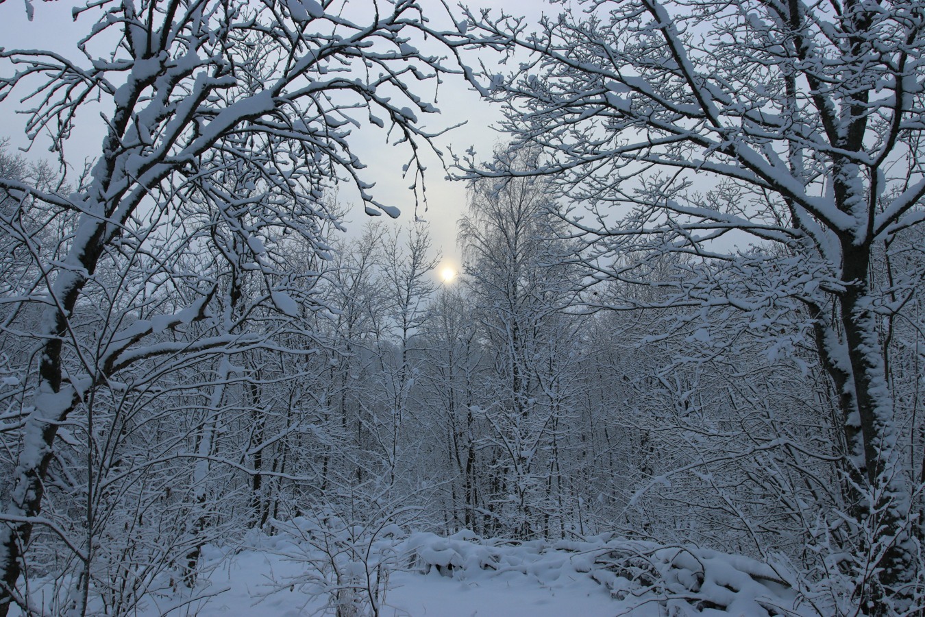 Дудергофские высоты, image of landscape/habitat.