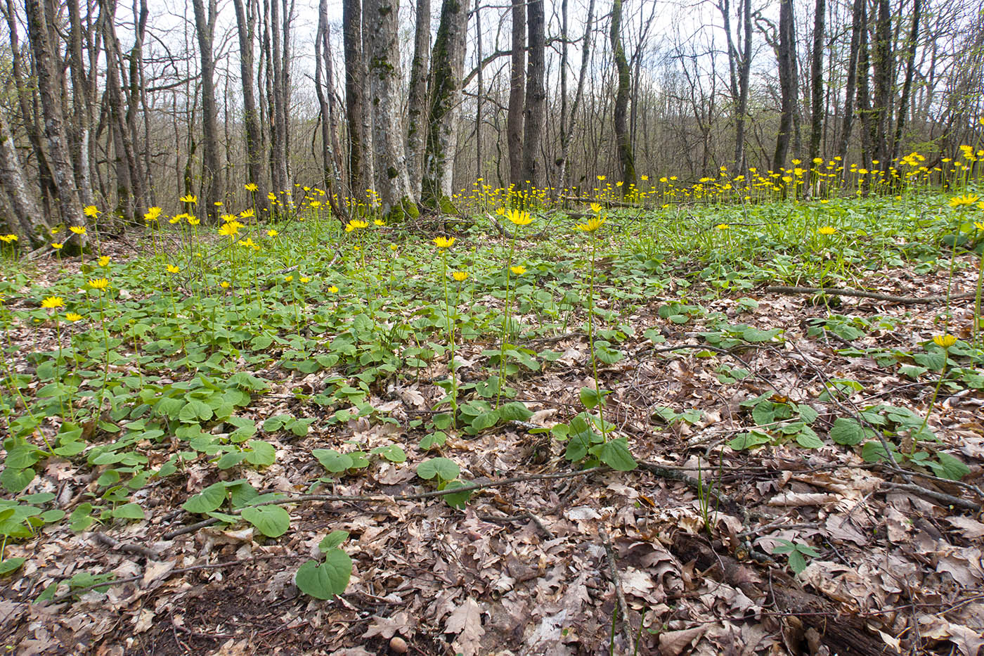 Глубокий Яр, image of landscape/habitat.