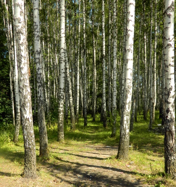 Окрестности города Одинцово, image of landscape/habitat.