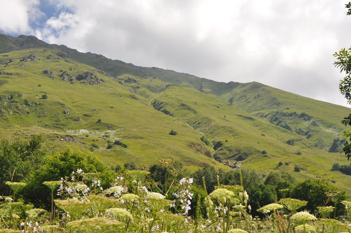 Окрестности поселка Домбай, image of landscape/habitat.