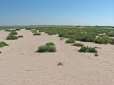 Кривая коса, image of landscape/habitat.