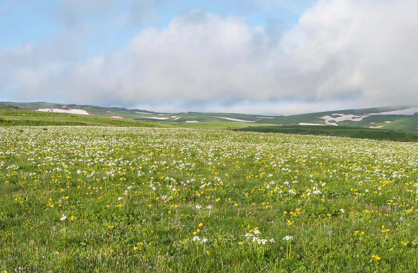 Абадзешский перевал, image of landscape/habitat.