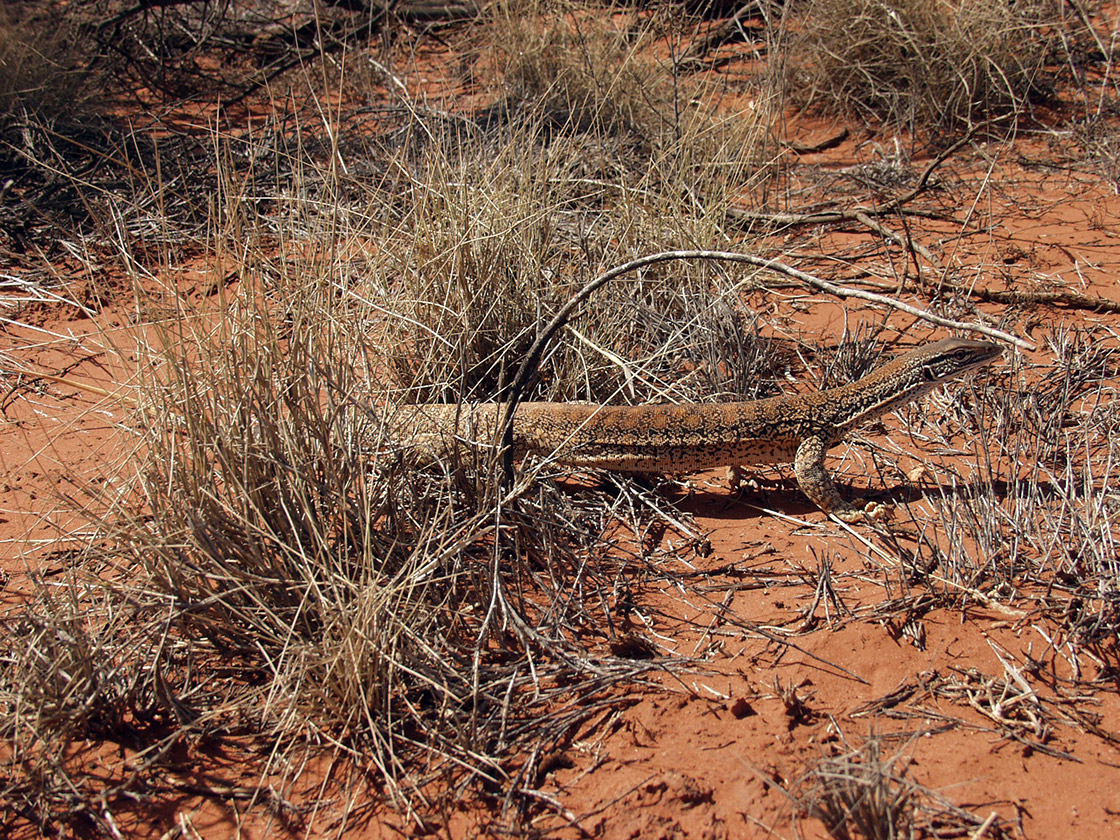 Rainbow Valley, image of landscape/habitat.