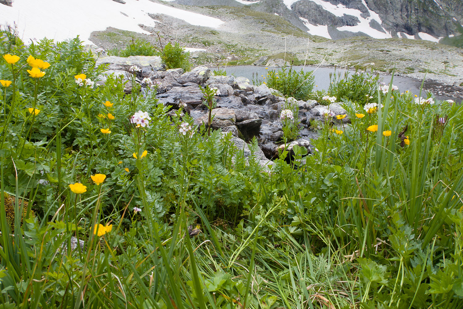 Ривьера, image of landscape/habitat.