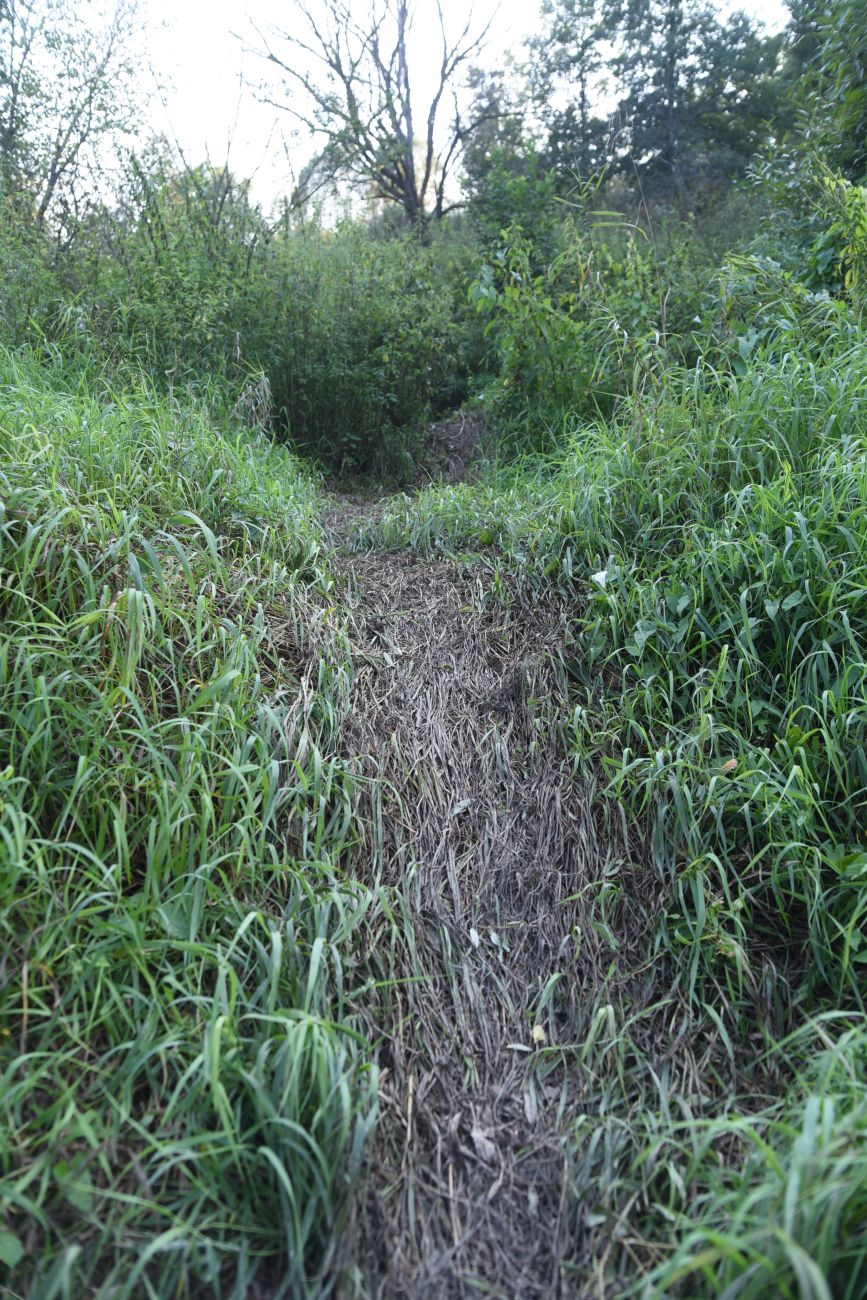 Устье ручья Черебеть, image of landscape/habitat.