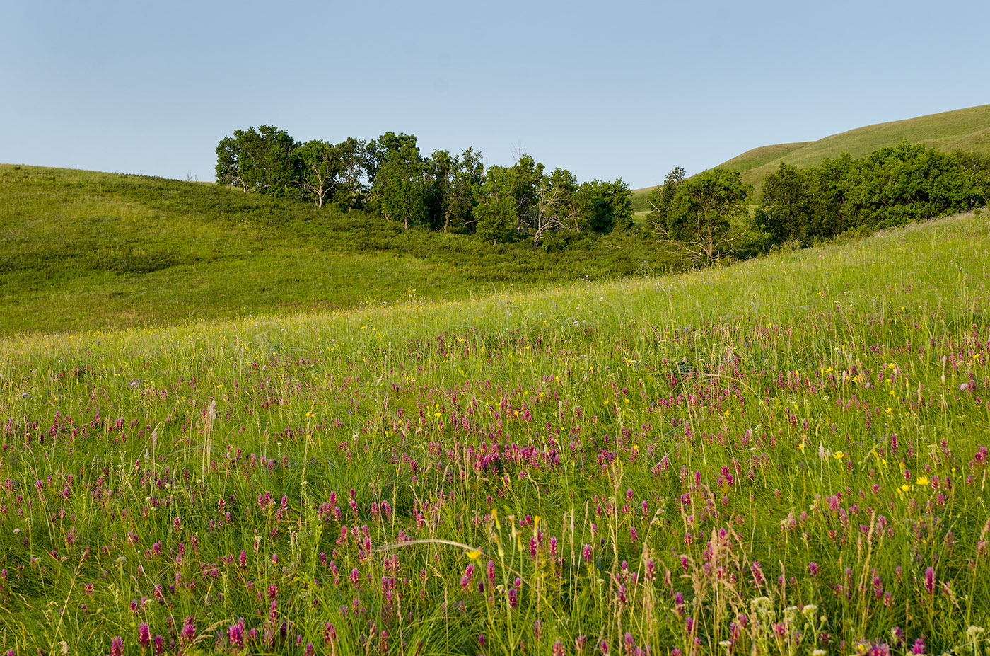 Султанбаево, image of landscape/habitat.