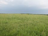 Лубушева степь, image of landscape/habitat.