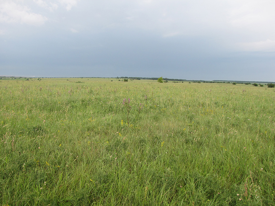 Лубушева степь, image of landscape/habitat.