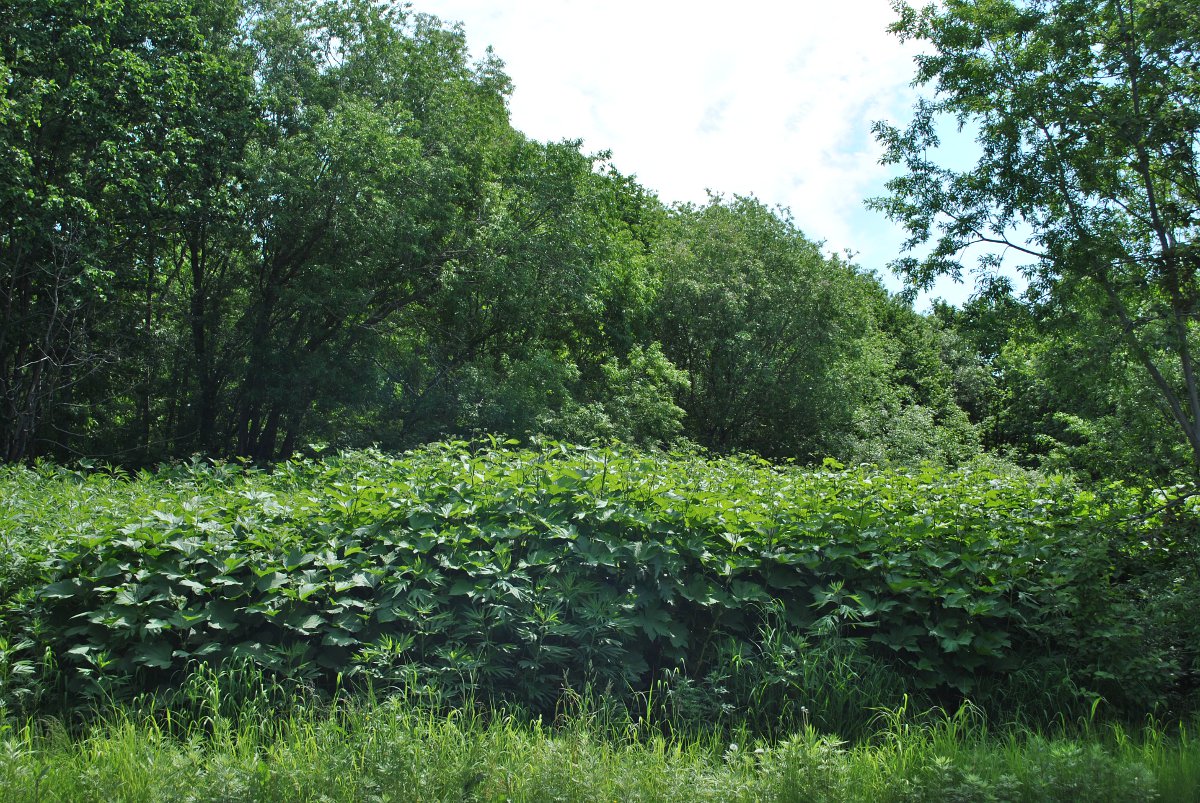 Петропавловск-Камчатский, image of landscape/habitat.