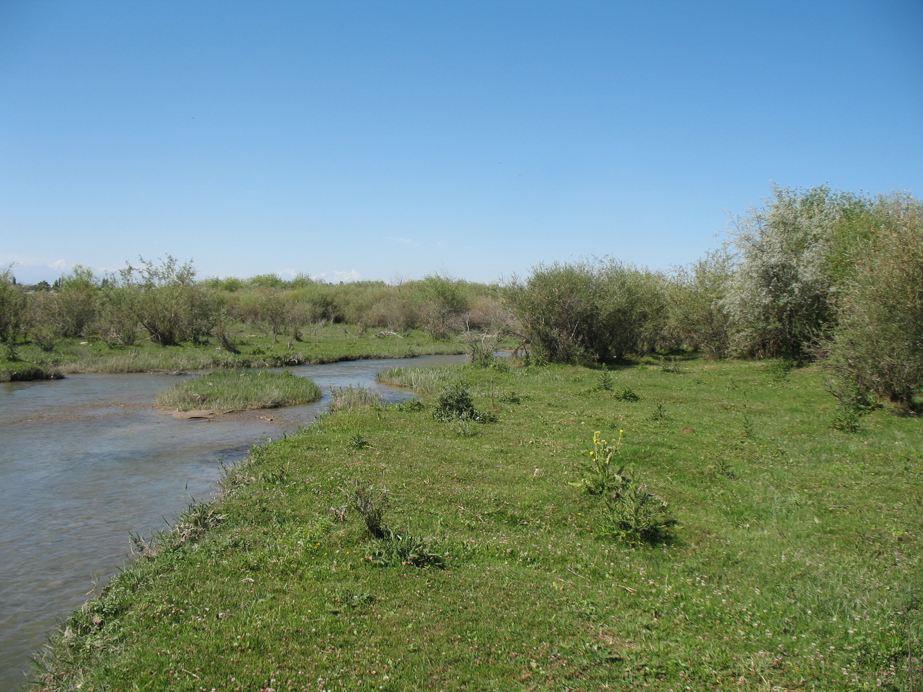 Пойма реки Талас, image of landscape/habitat.