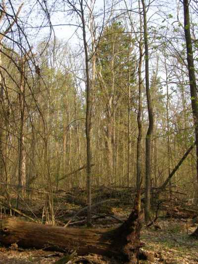 НПП "Деснянско-Старогутский", image of landscape/habitat.