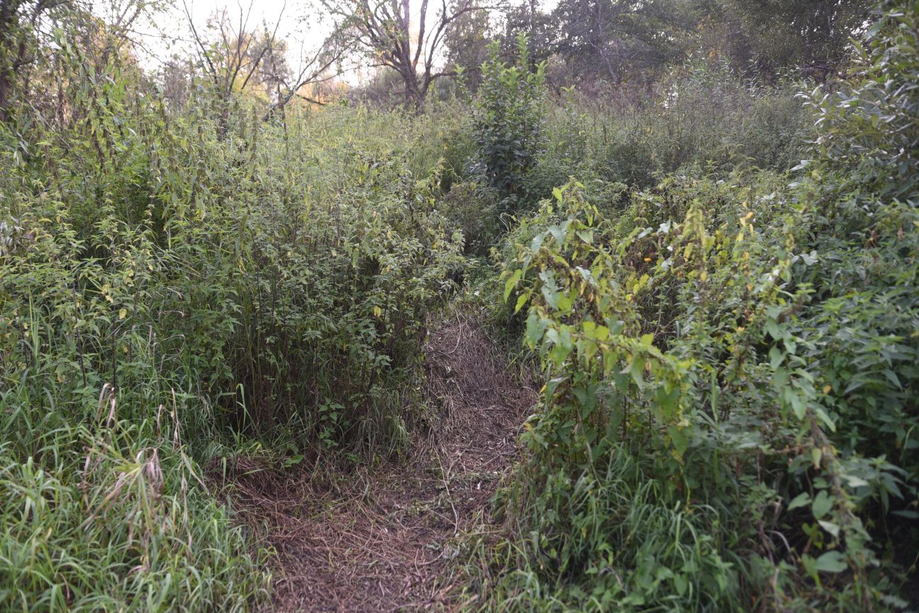 Устье ручья Черебеть, image of landscape/habitat.