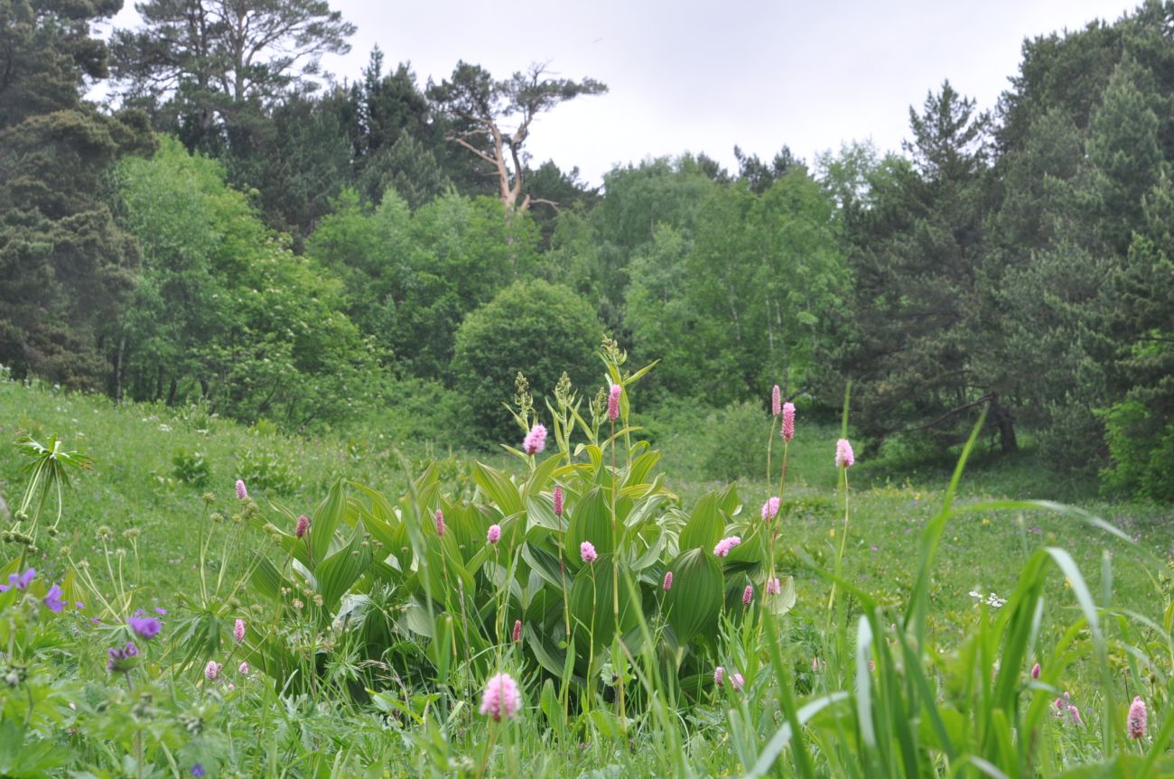 Восточный склон горы Чегет, image of landscape/habitat.