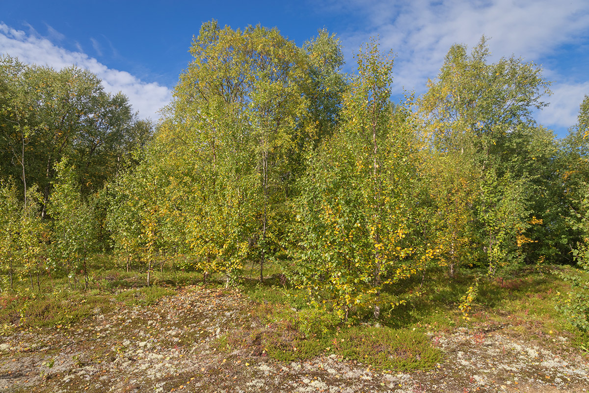 Лавна, image of landscape/habitat.