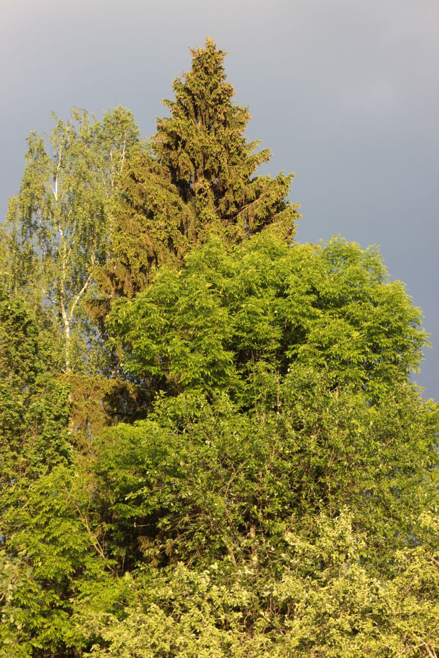 Окрестности деревни Чёлохово, image of landscape/habitat.