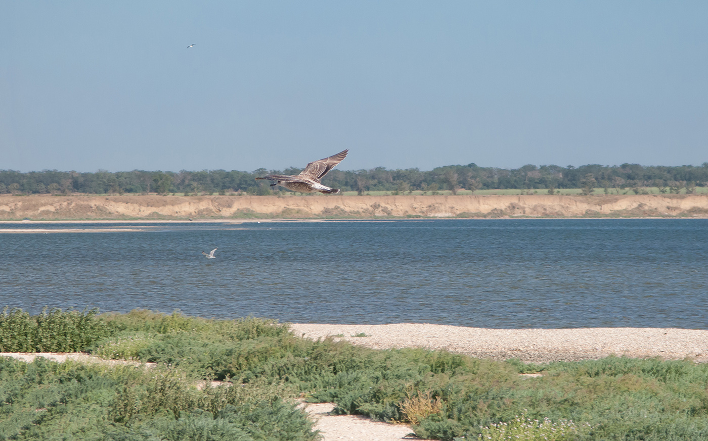 Коса Голенькая, image of landscape/habitat.