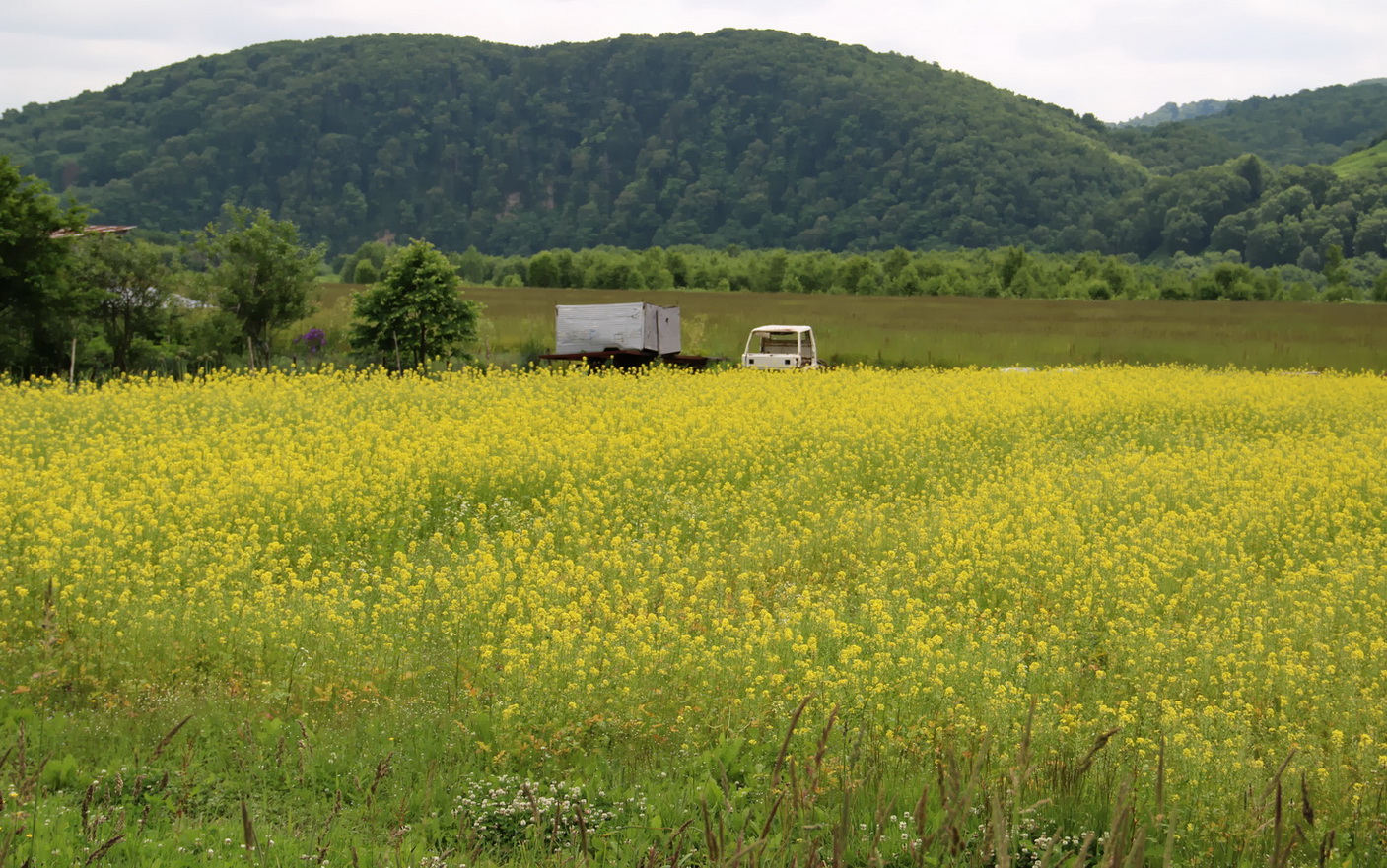 Холмск, image of landscape/habitat.