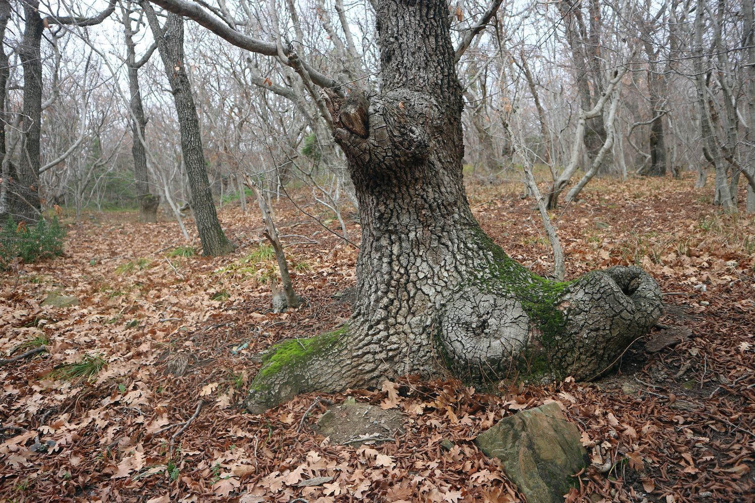 Гора Колдун, image of landscape/habitat.