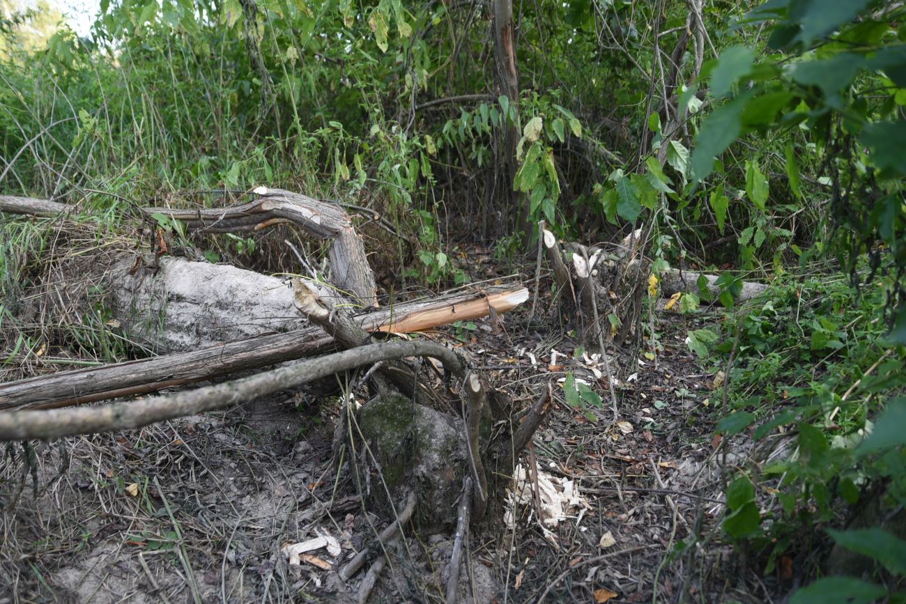 Устье ручья Черебеть, изображение ландшафта.