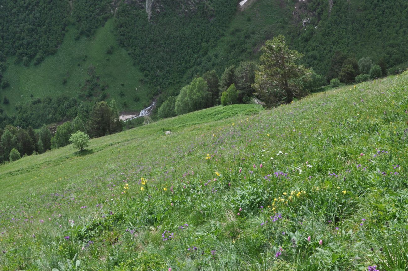 Восточный склон горы Чегет, image of landscape/habitat.