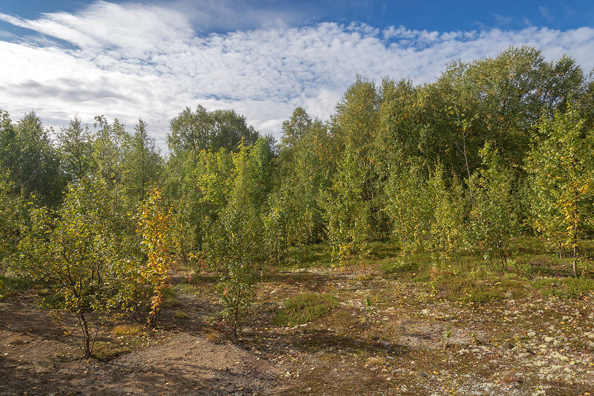 Лавна, image of landscape/habitat.