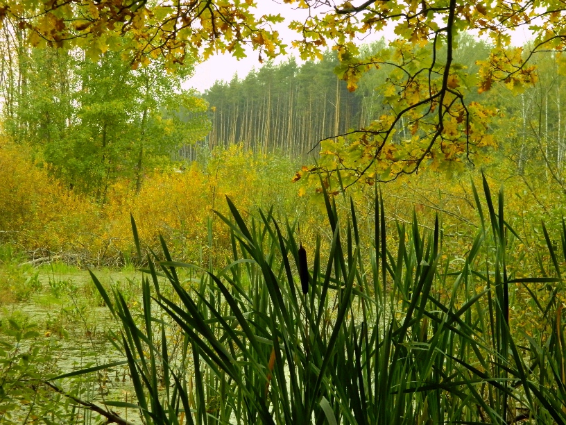 Окрестности города Одинцово, image of landscape/habitat.
