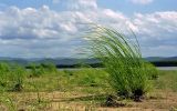 Кордон Бичи, image of landscape/habitat.