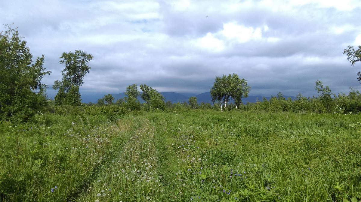 Окрестности поселка Раздольный, image of landscape/habitat.