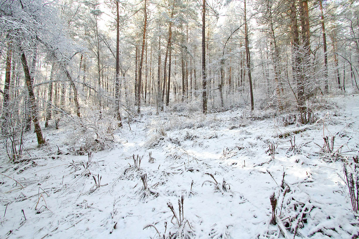 Камлак, image of landscape/habitat.